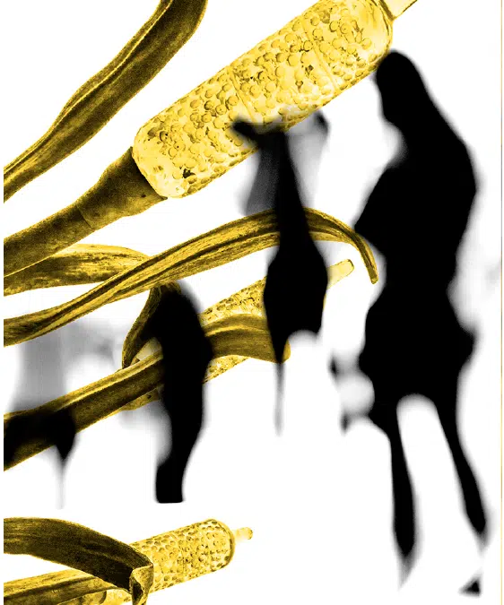 YELLOW SHADES