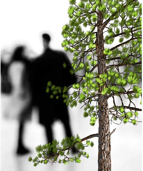 TREE SHADOWS